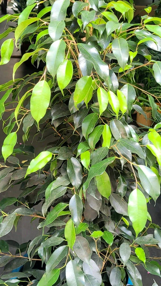 Ficus Benjamina Danielle