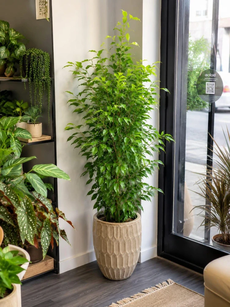 Ficus Benjamina Golden Moique XXL
