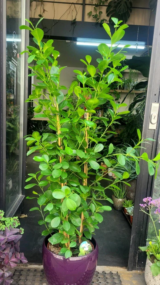Ficus microcarpa Moclame