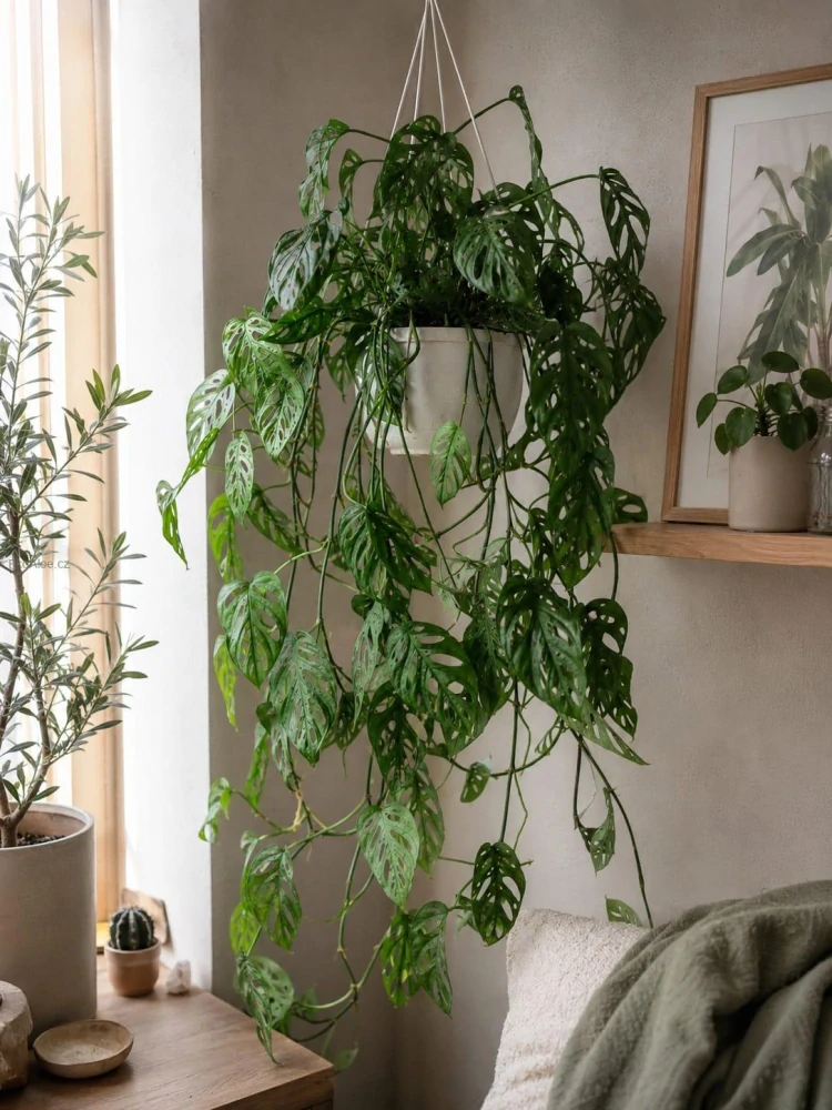 Monstera adansonii v závěsu