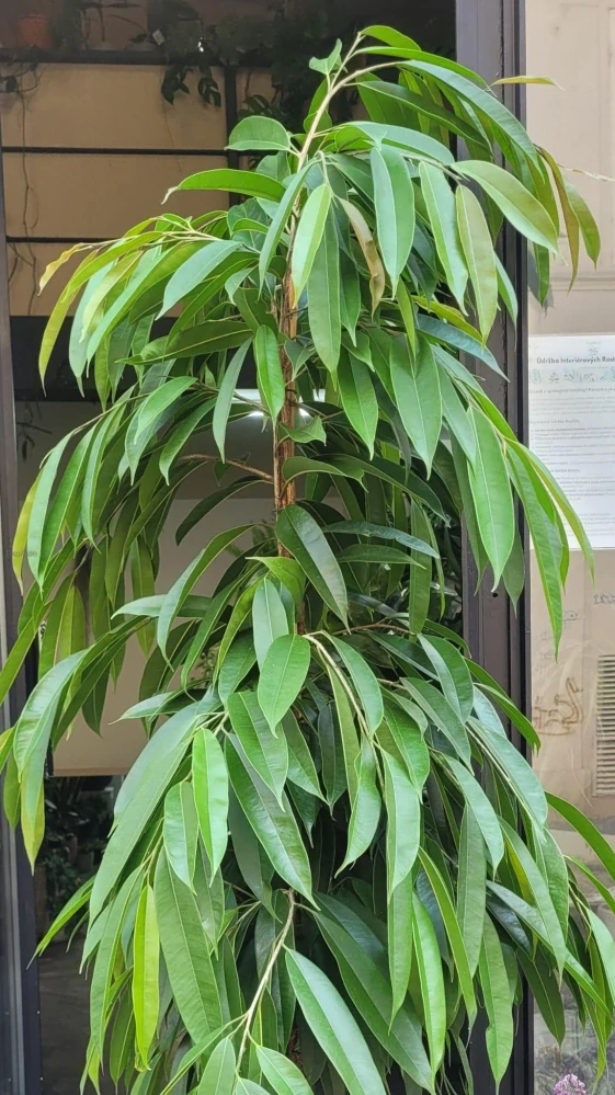 Ficus binnendjikii Amstel King XXL