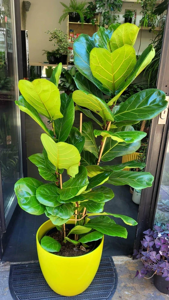 Ficus Lyrata XL