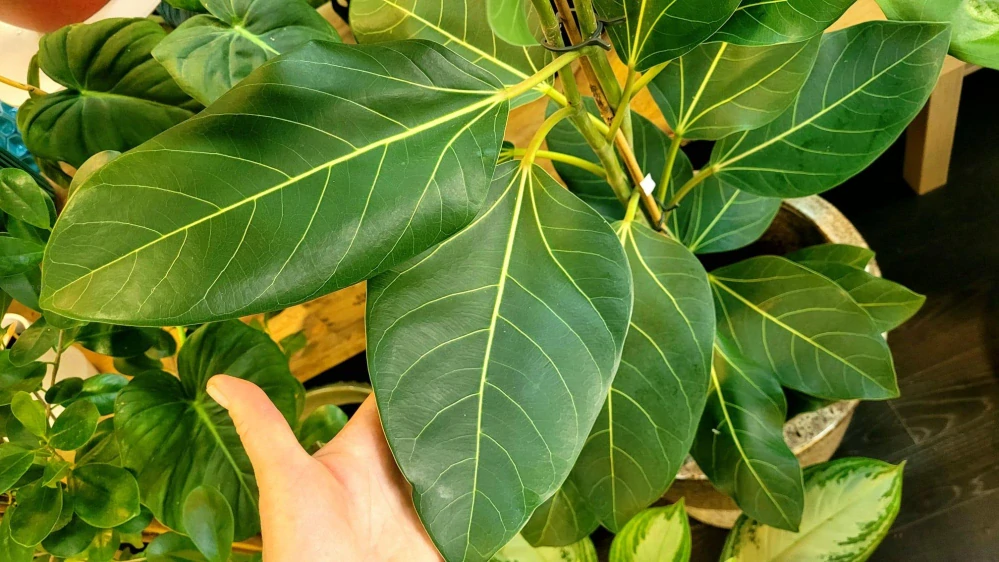 Ficus benghalensis Audrey