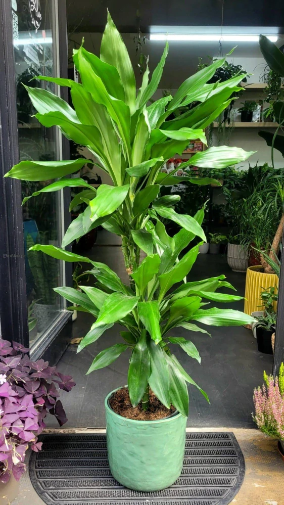 Dracaena fragrans Janet Lind