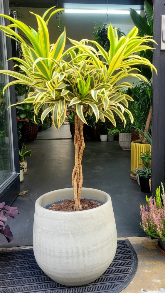 Dracaena fragrans Song of India twisted