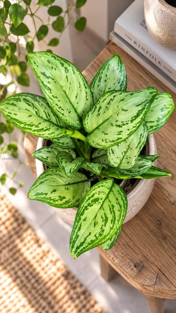 Aglaonema Maria Christina