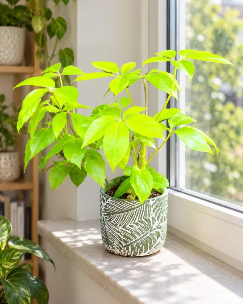 Schefflera actinophylla Amate Soleil