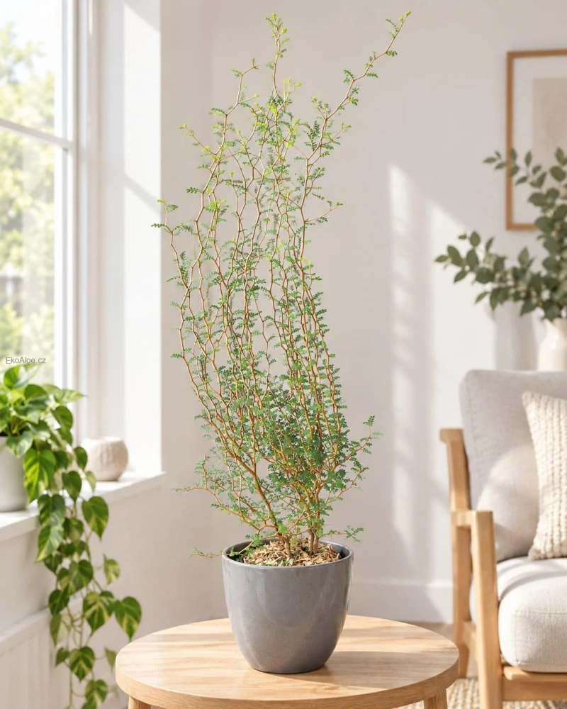 Sophora Little Baby