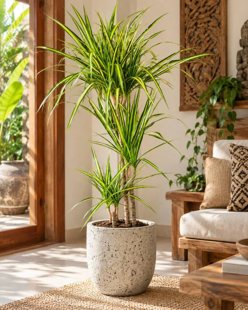 Dracaena Sunshine L