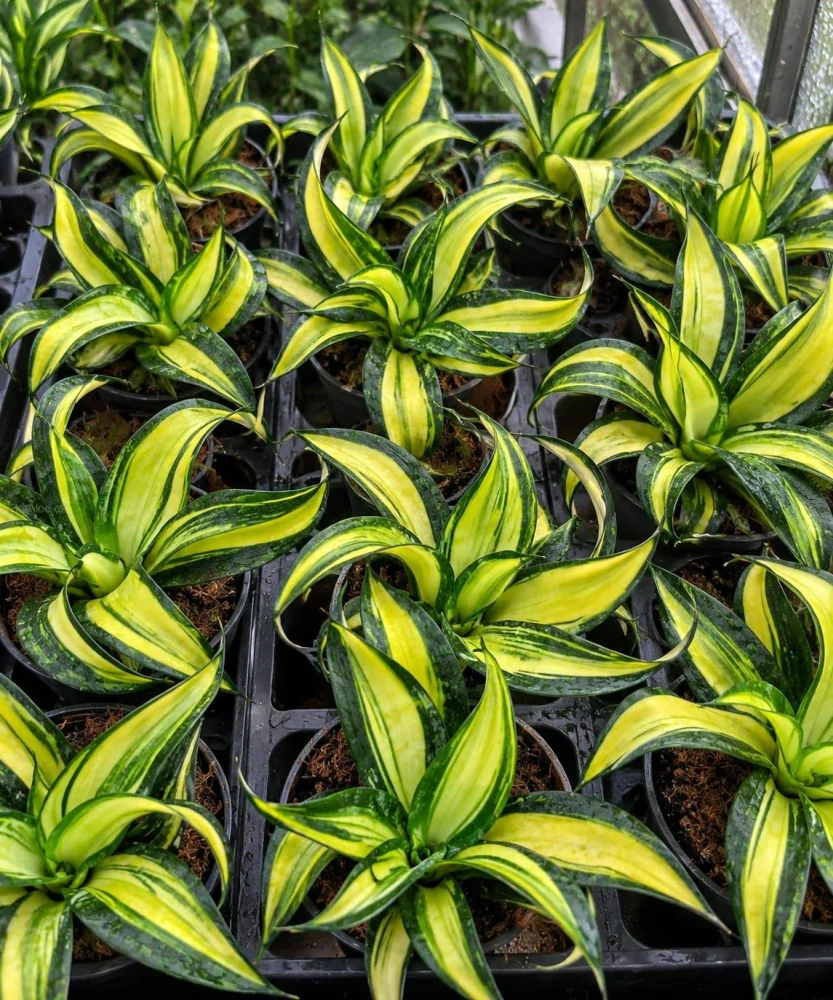 Sansevieria trifasciata Hahnii Galaxy curly