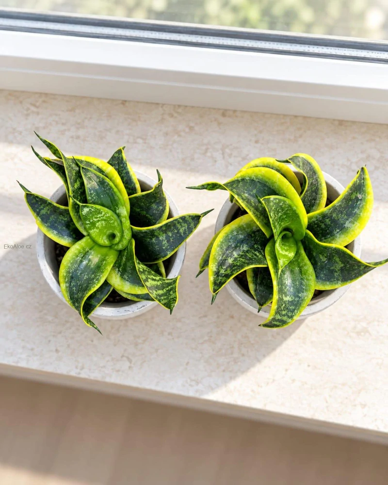 Sansevieria trifasciata Twisted Sister