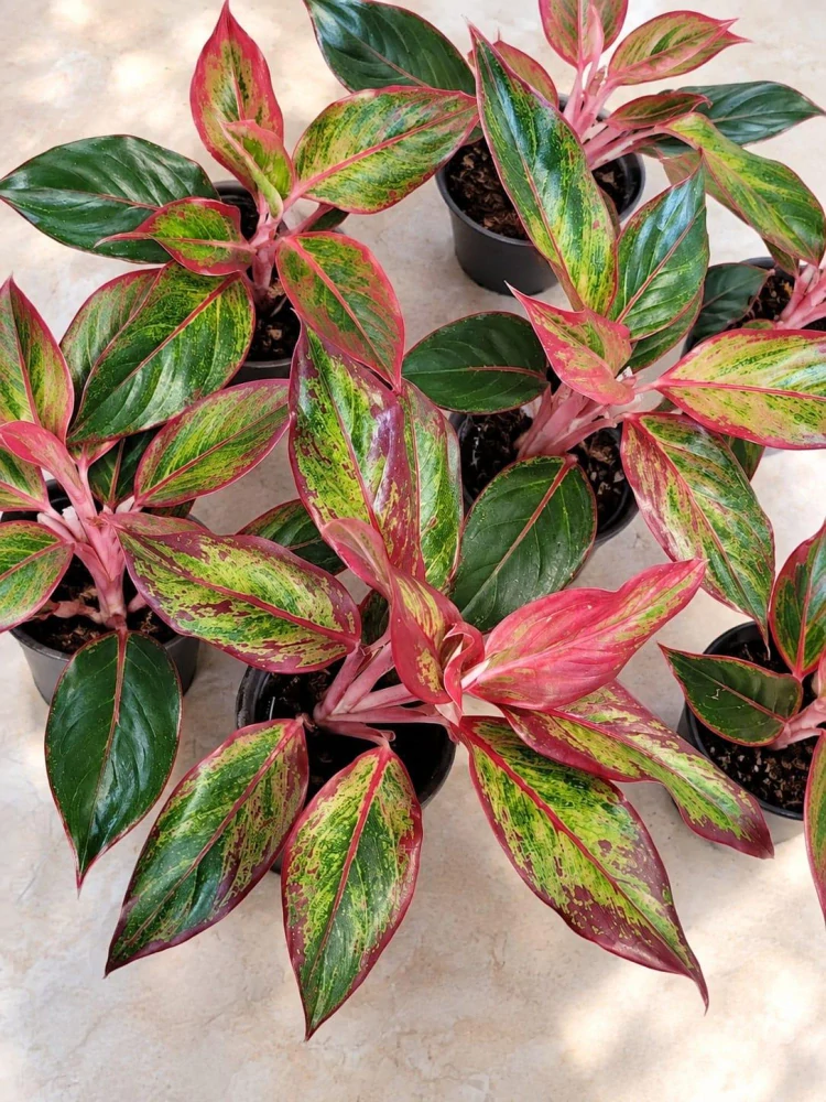 Aglaonema Crete