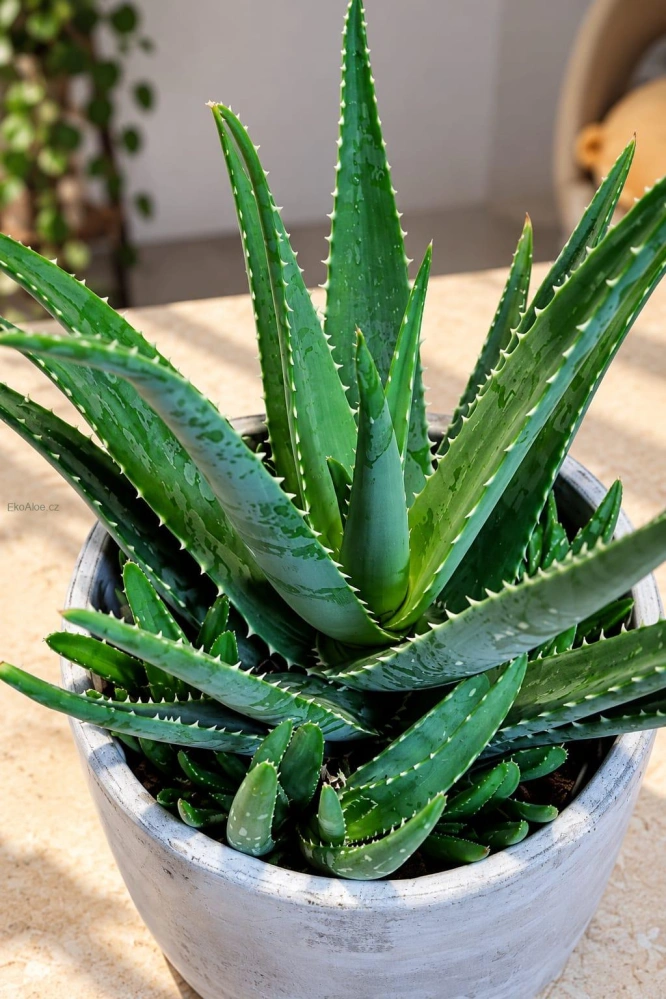 Aloe vera (Aloe barbadensis)