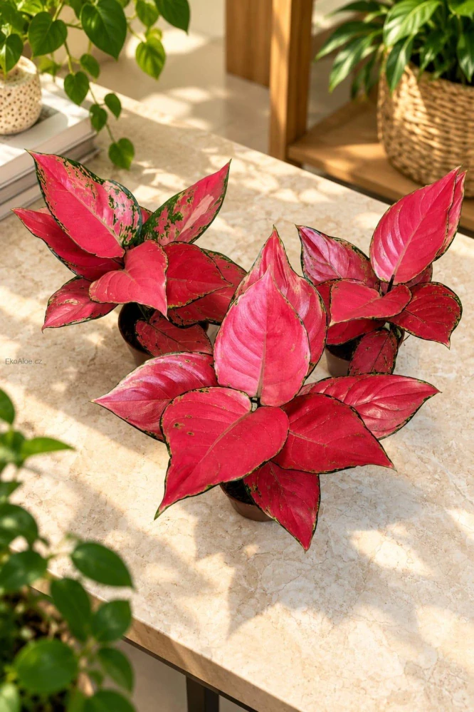 Aglaonema Red Anjamani