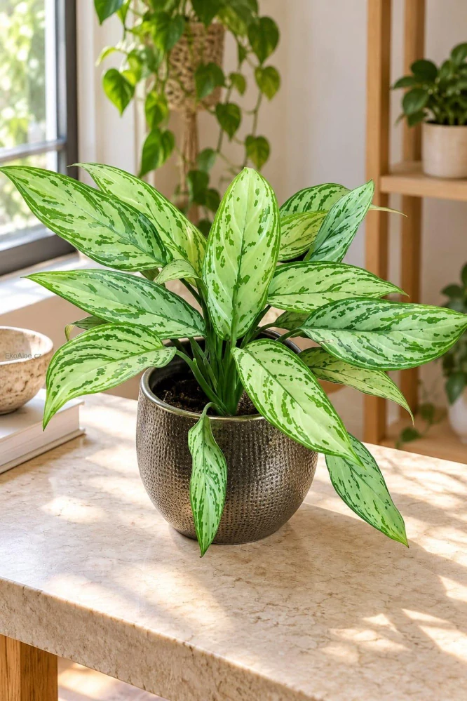Aglaonema Silver Queen
