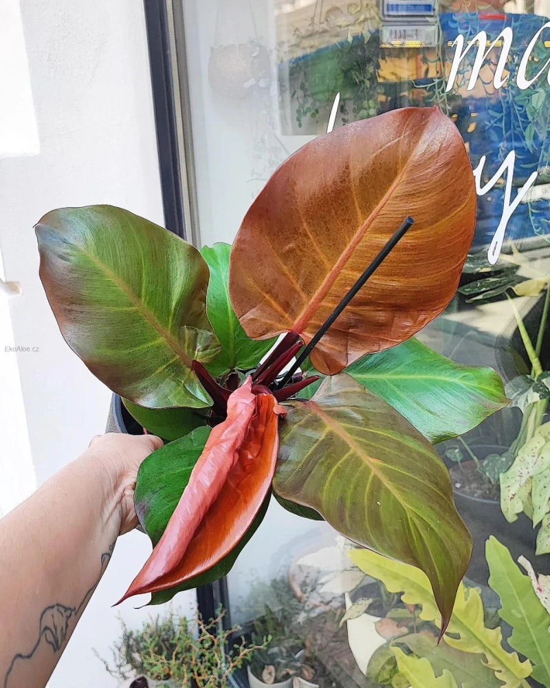 Philodendron erubescens Red cherry