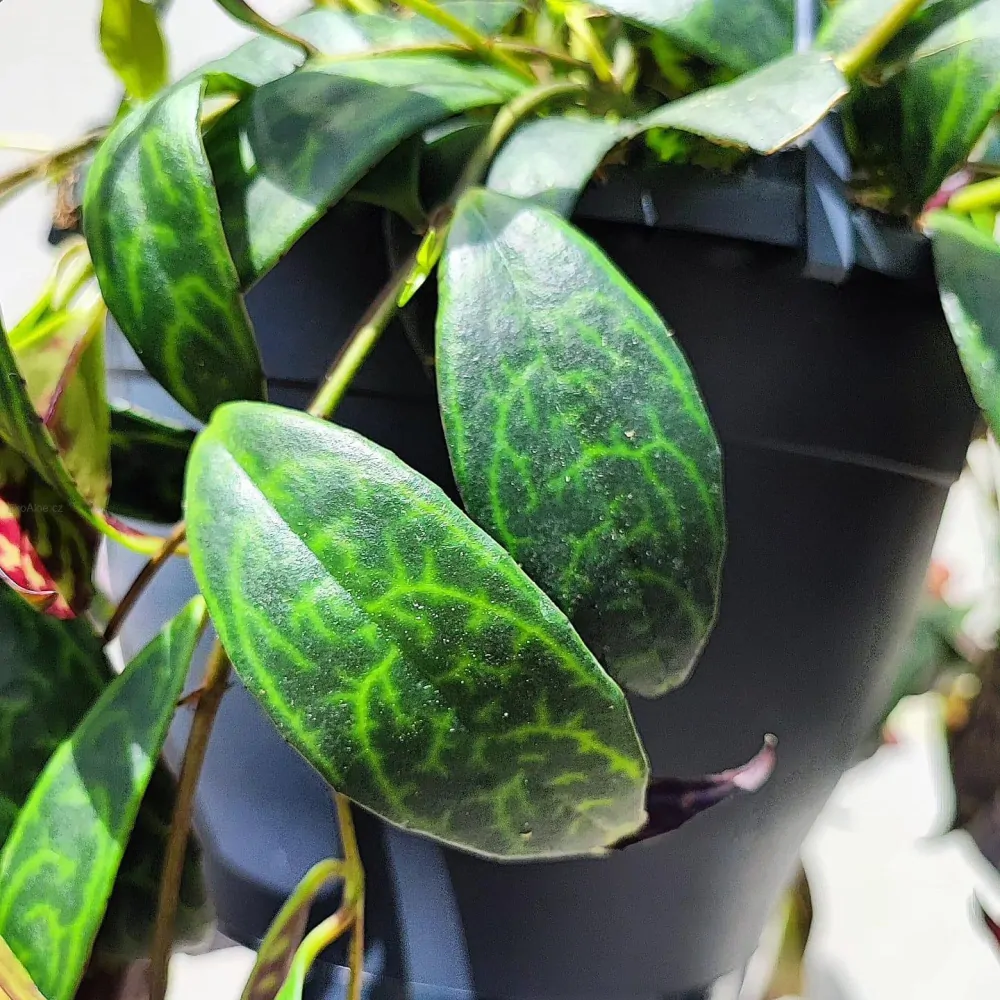 Aeschynanthus marmoratus řízek k zakořenění