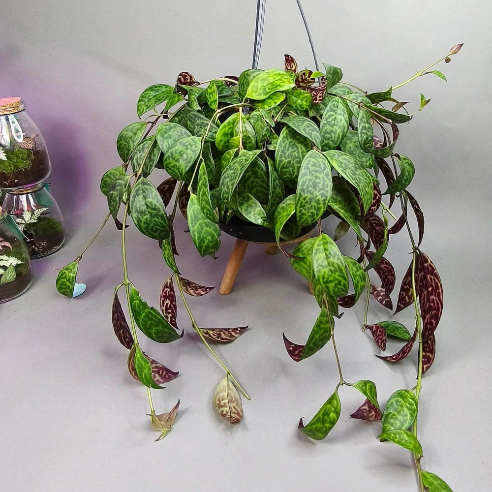 Aeschynanthus marmoratus XXL