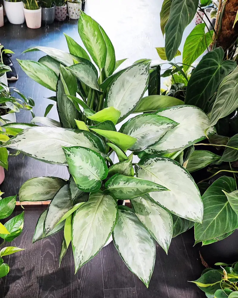 Aglaonema commutatum Green Lady XL