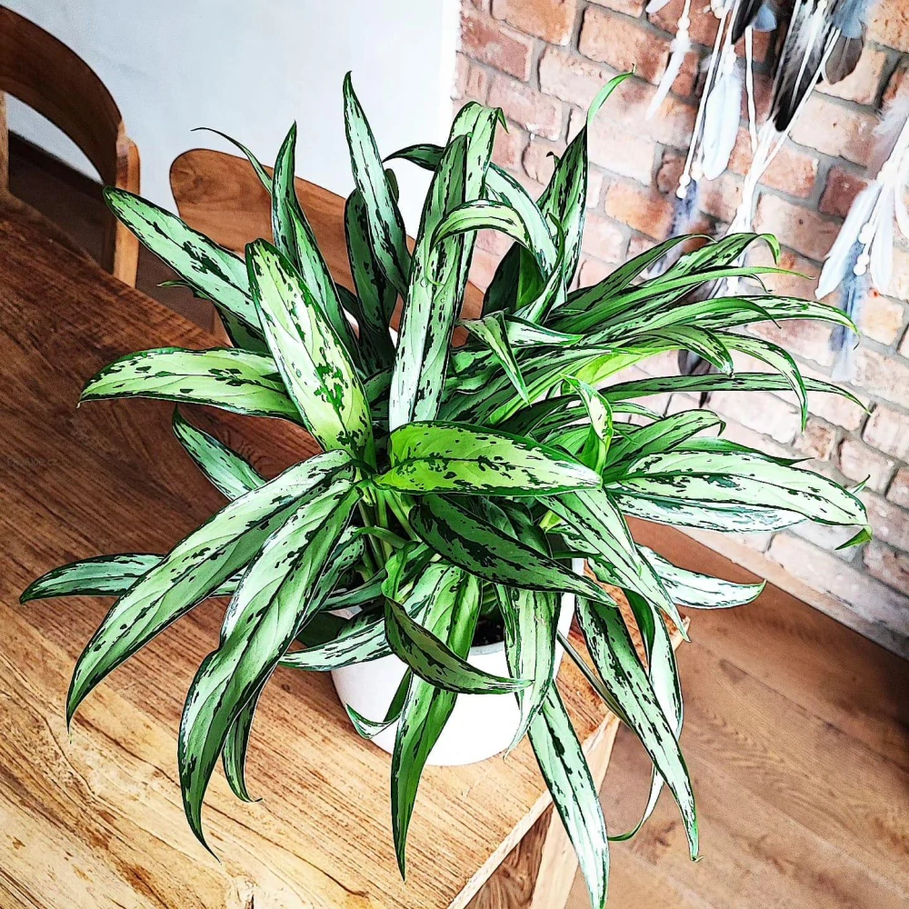 Aglaonema commutatum Cutlass