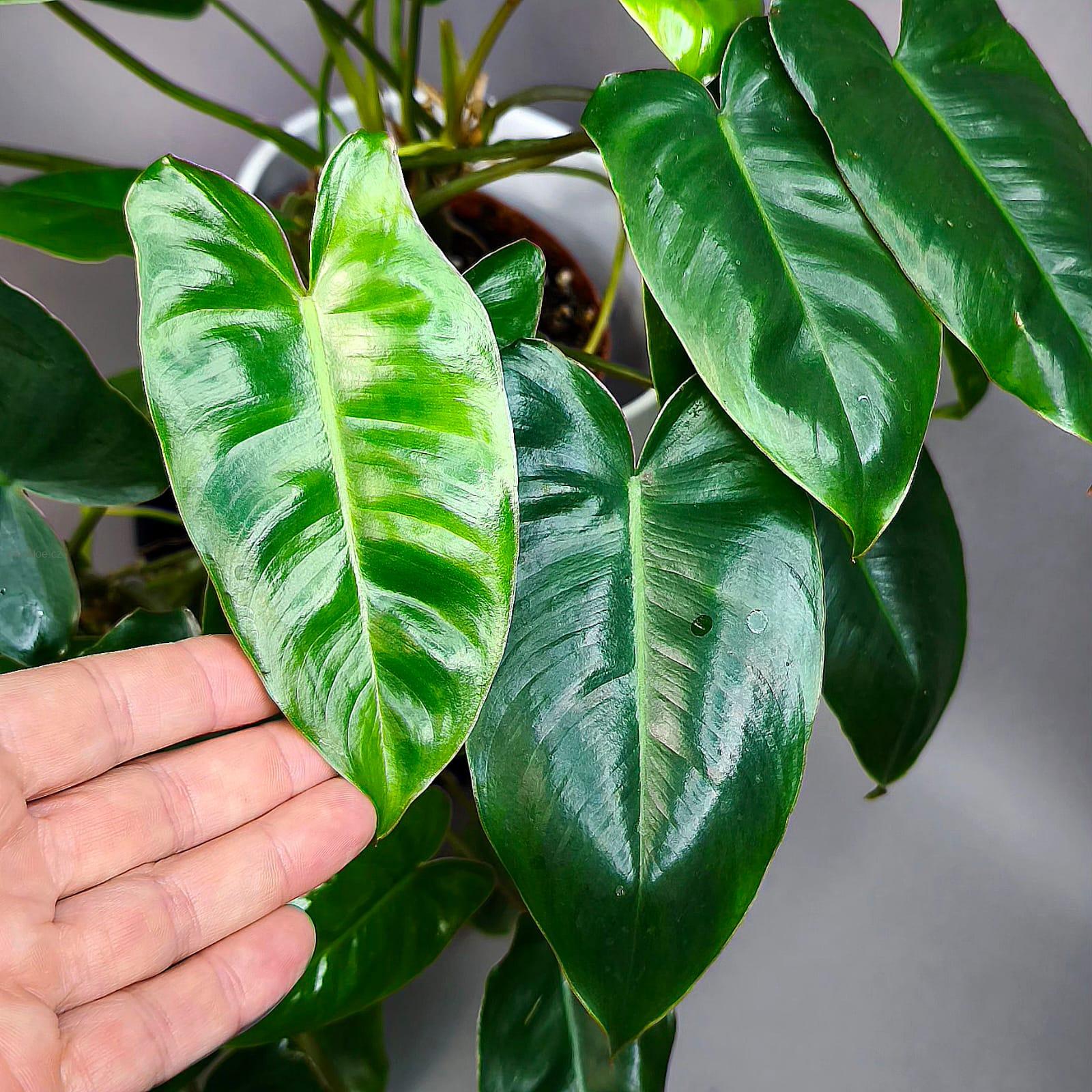 Philodendron Burle Marx.