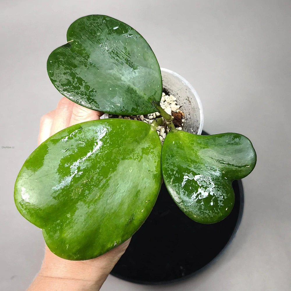 Hoya kerrii 