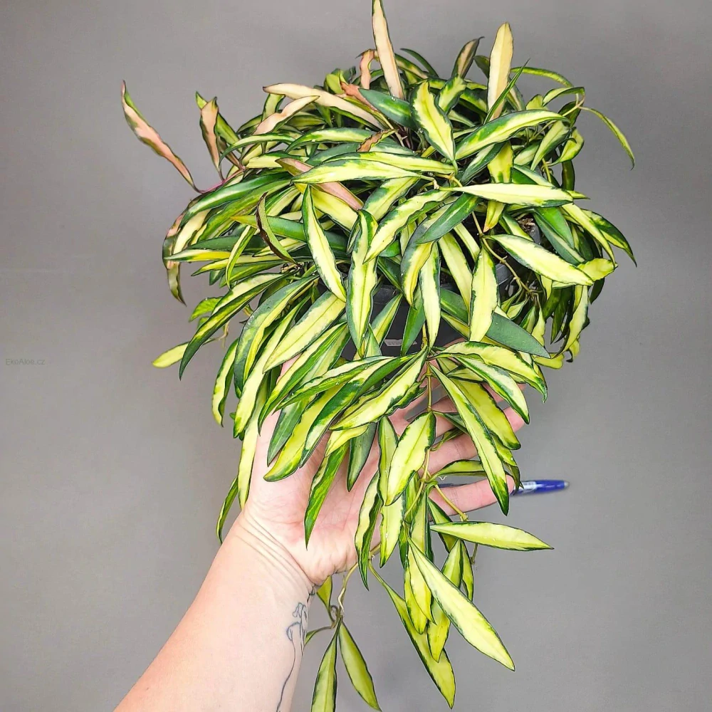 Hoya Wayeti tricolor 