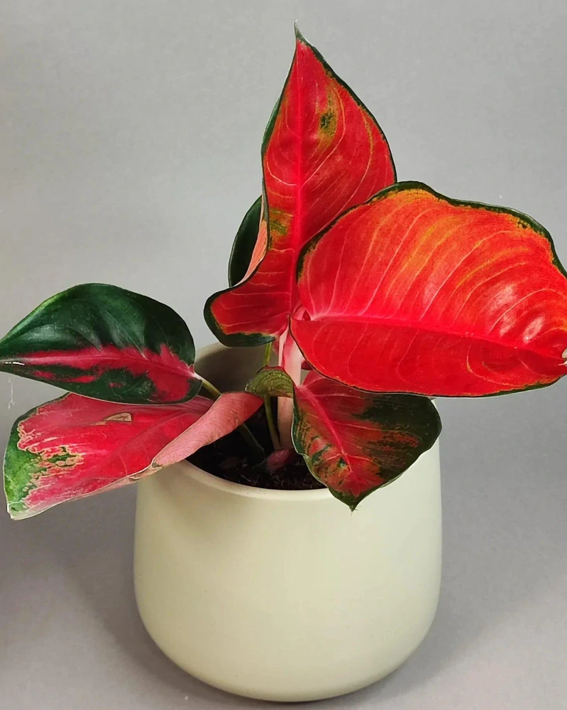 Aglaonema commutatum Suksom Jaipong Chilli