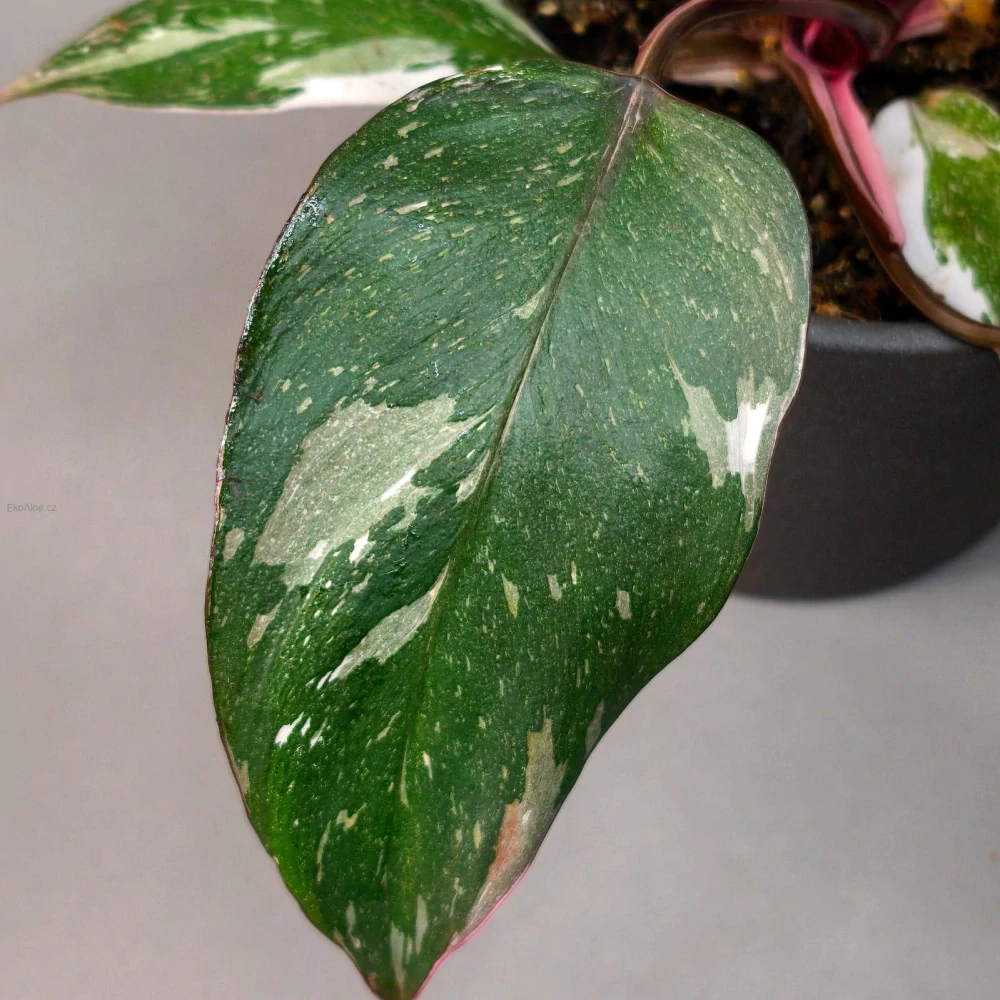 Philodendron Red Anderson 