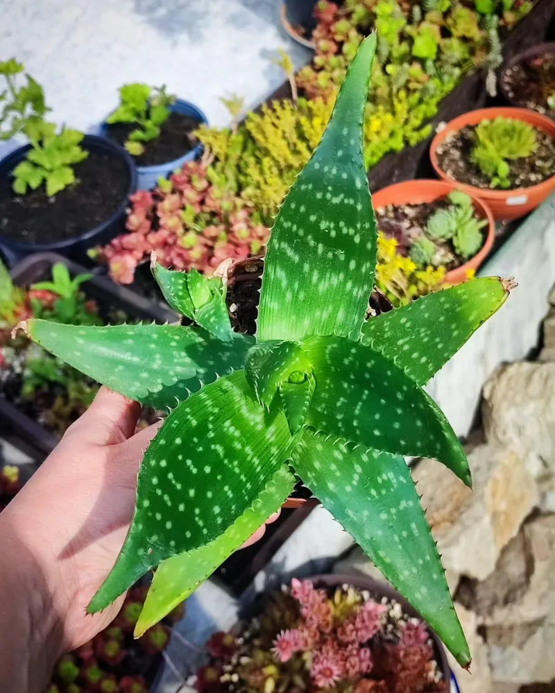 Pravá poctivá domácí Aloe Vera