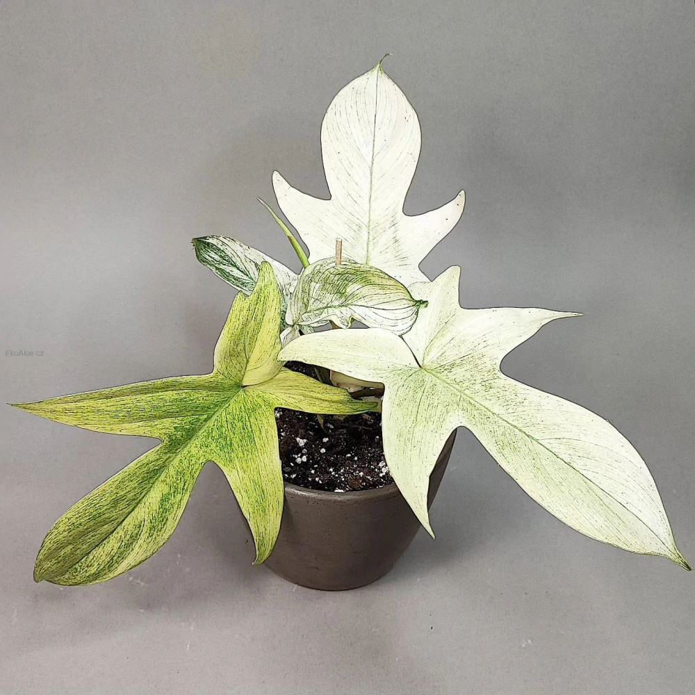 Philodendron Florida Ghost Mint