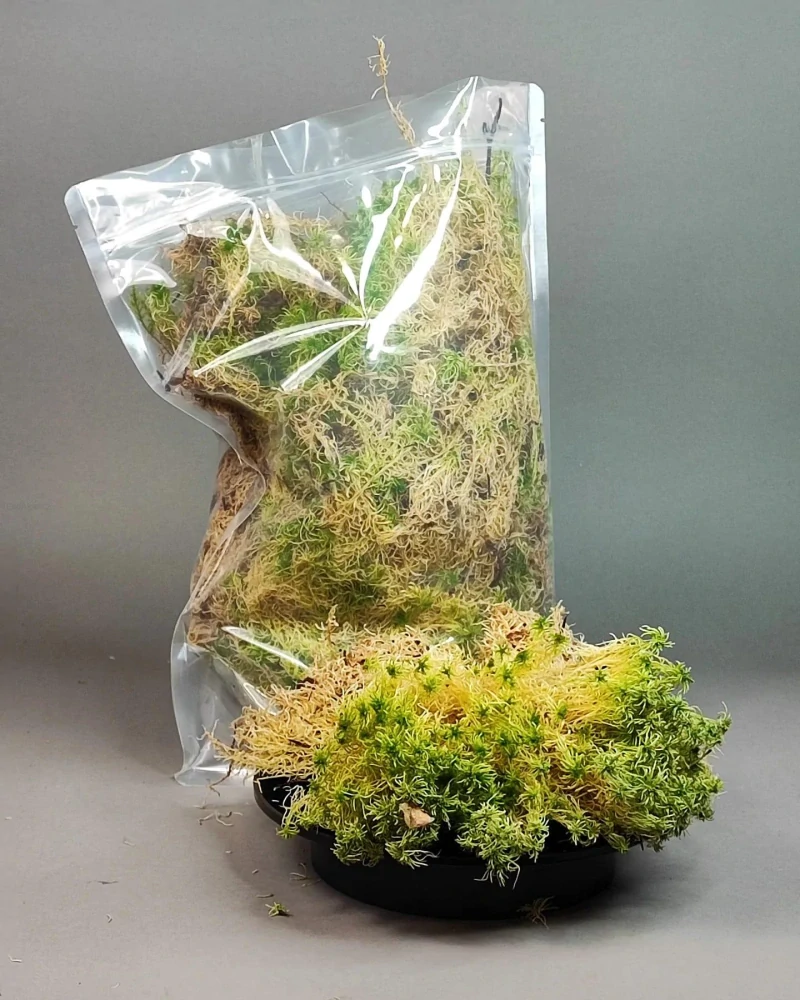 Rašeliník kostrbatý..Sphagnum squarrosum.