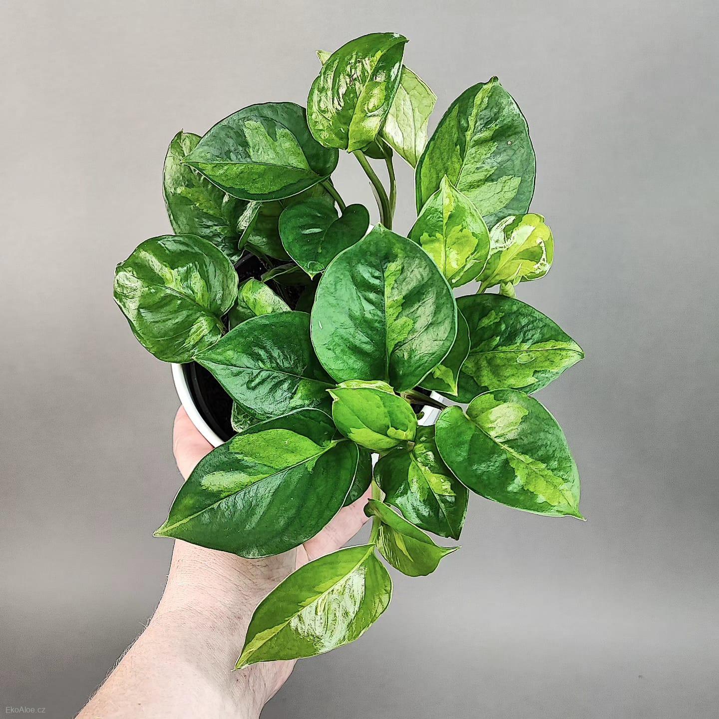 Epipremnum aureum Global green