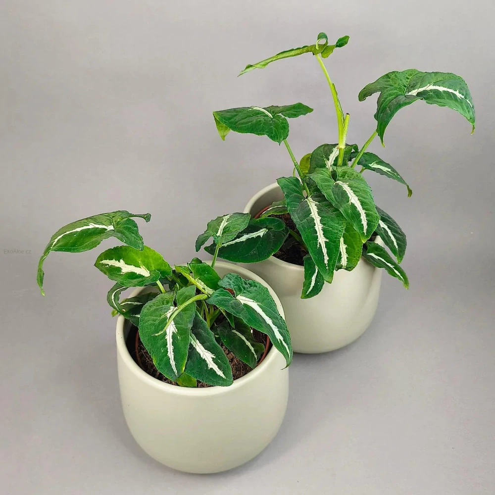 Syngonium Wendlandii