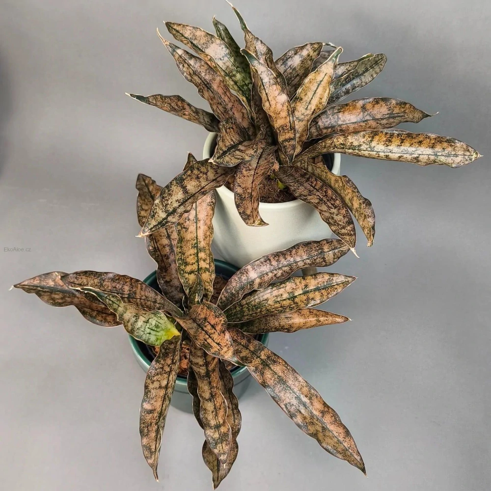 Sansevieria Star Cany Gra