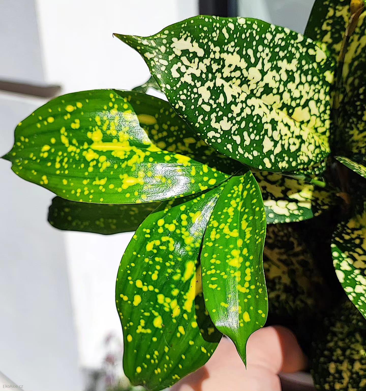 Dracaena surculosa Florida beauty