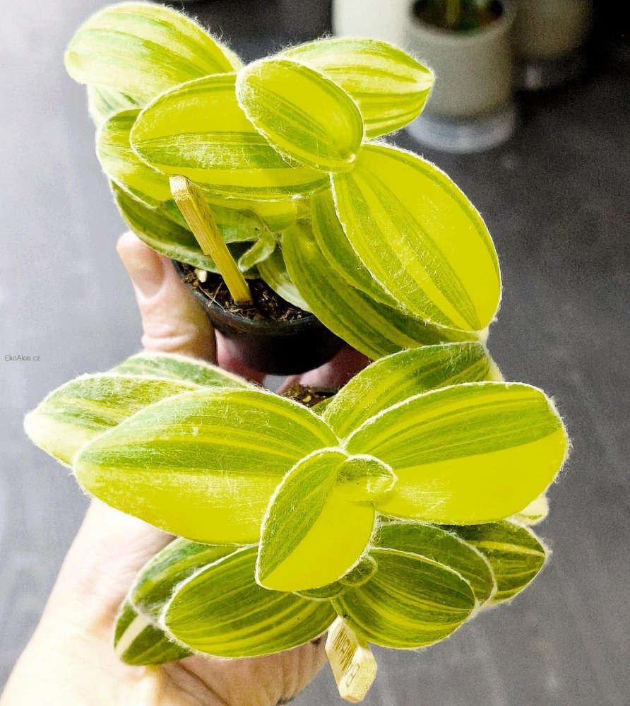 Tradeskantie Sillamontana variegata