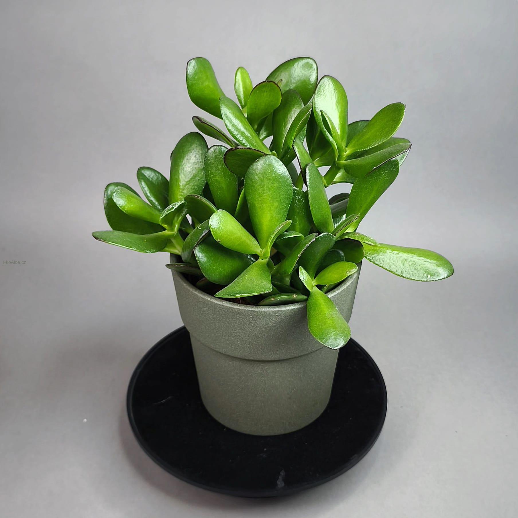Crassula ovata