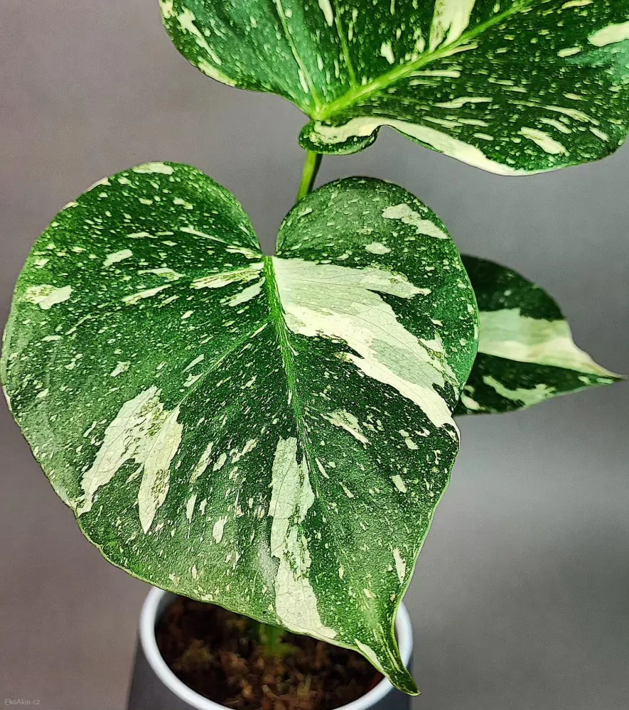 Monstera Deliciosa Thai constellation M size