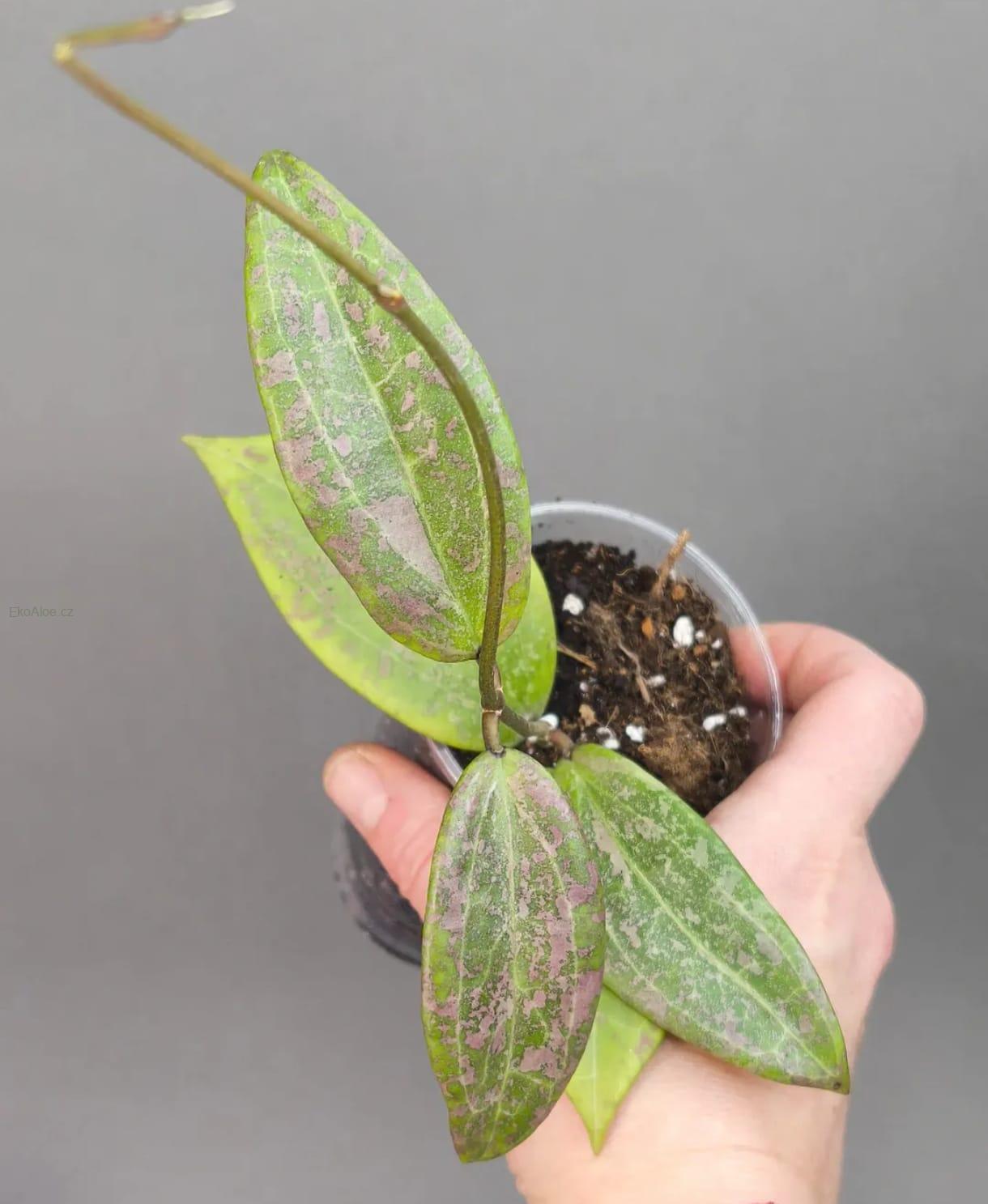 Hoya Wibergiae