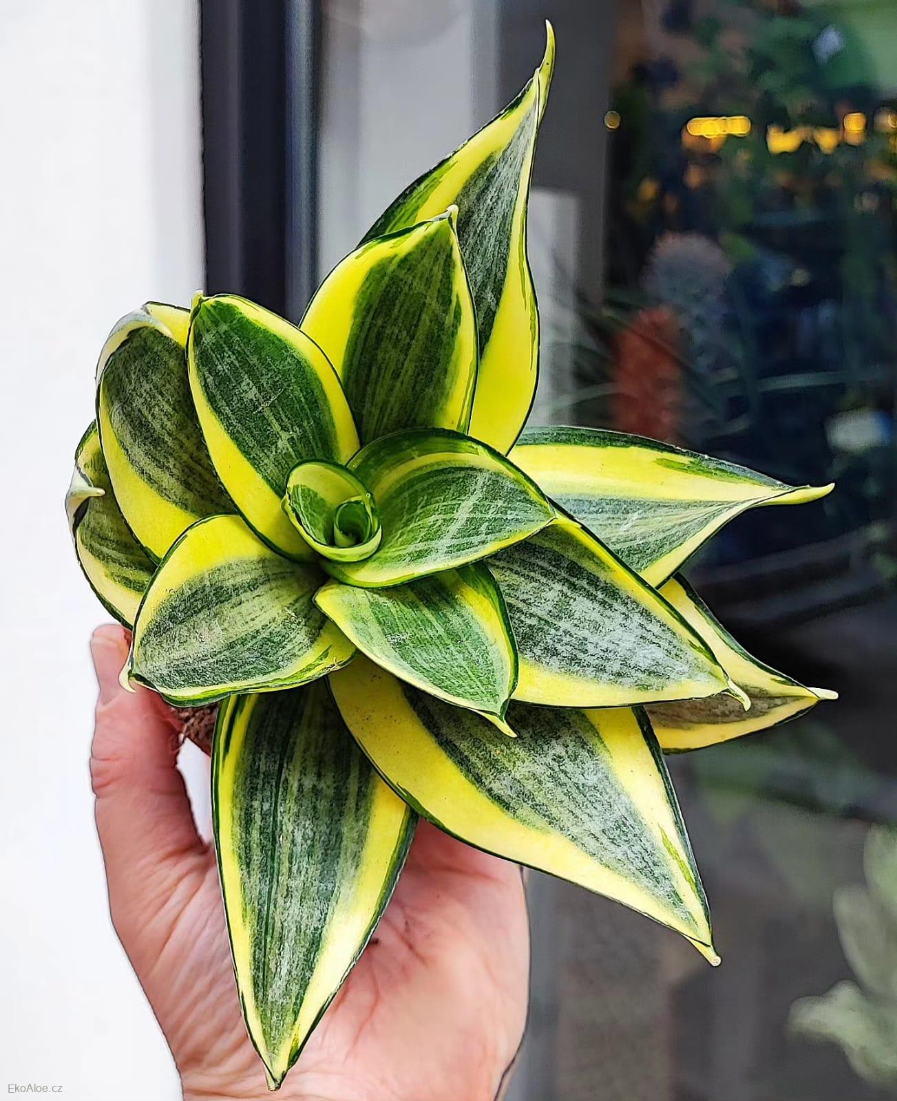 Sansevieria trifasciata Golden Hahnii 'baby'