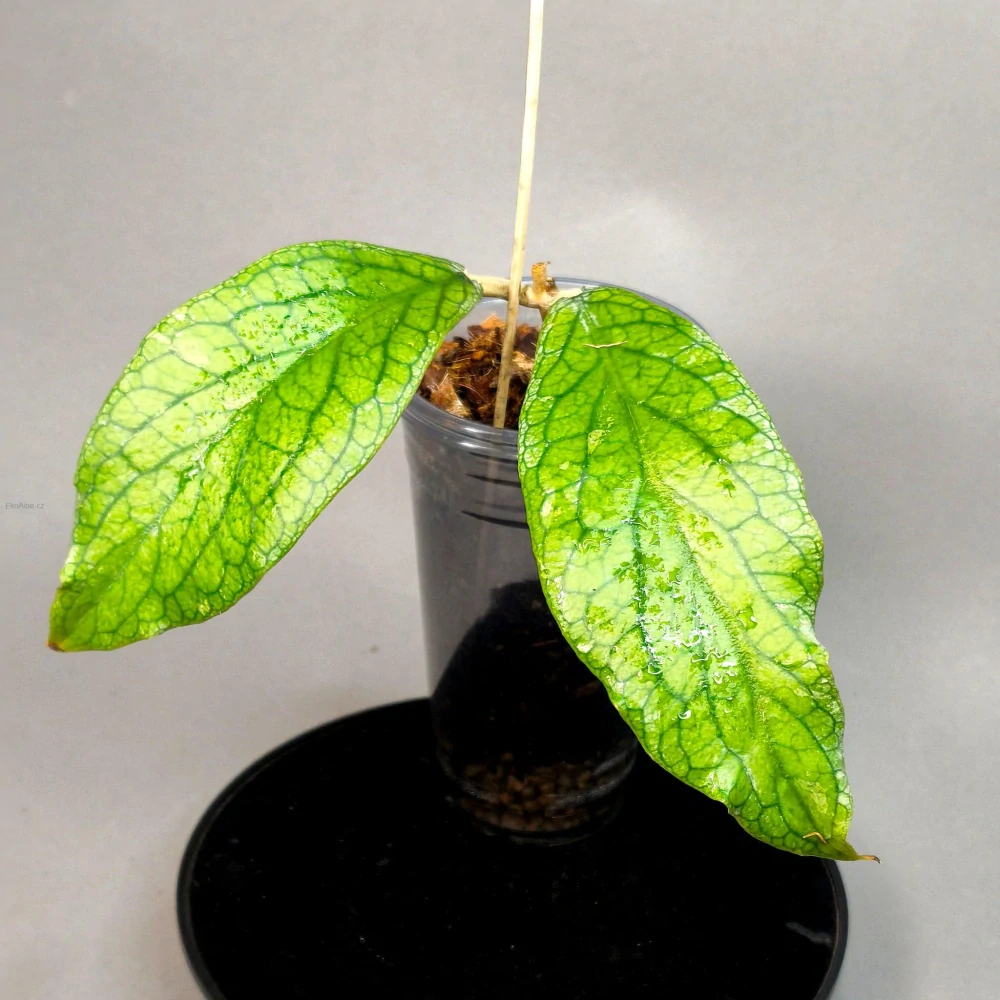 Hoya Vitellinoides Gigante