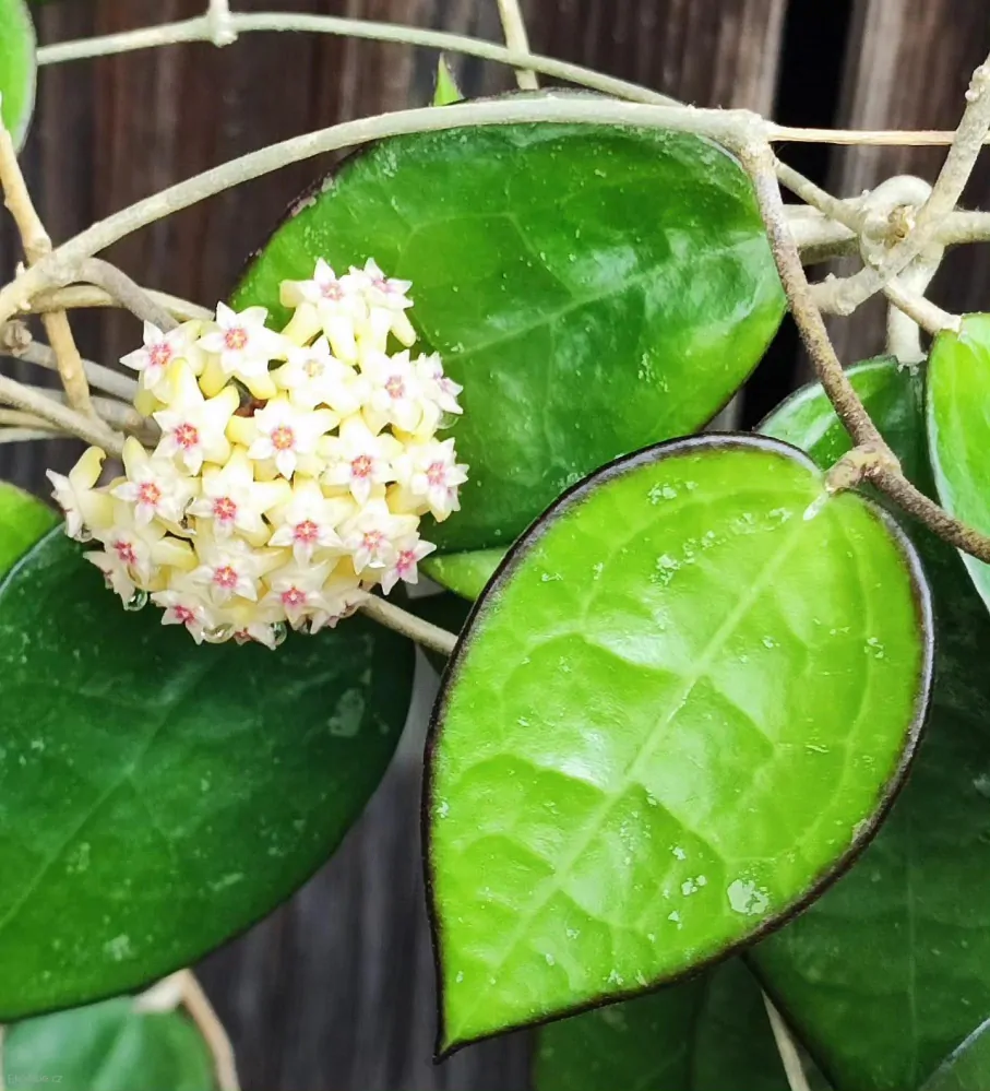 Hoya parasitica 'Black Margin'   Zakořeněný řízek v květináči o průměru 9cm