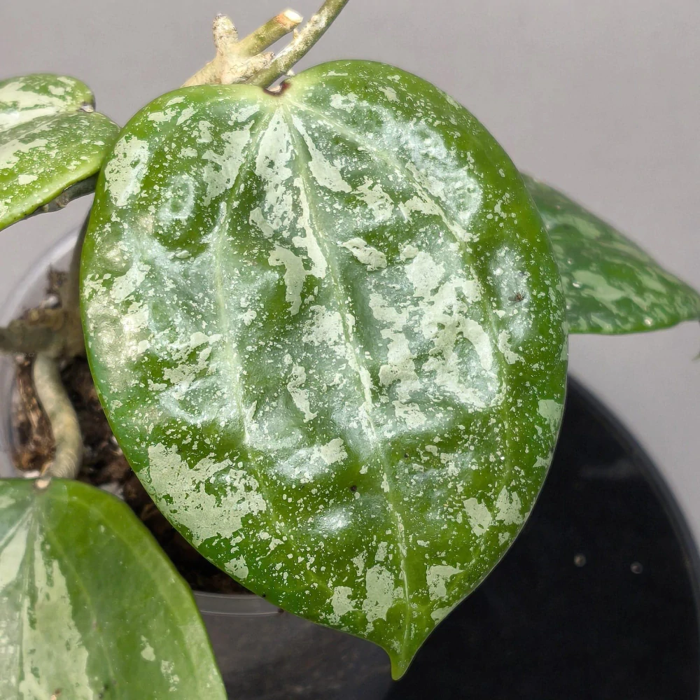 Hoya Macrophylla Snow Queen