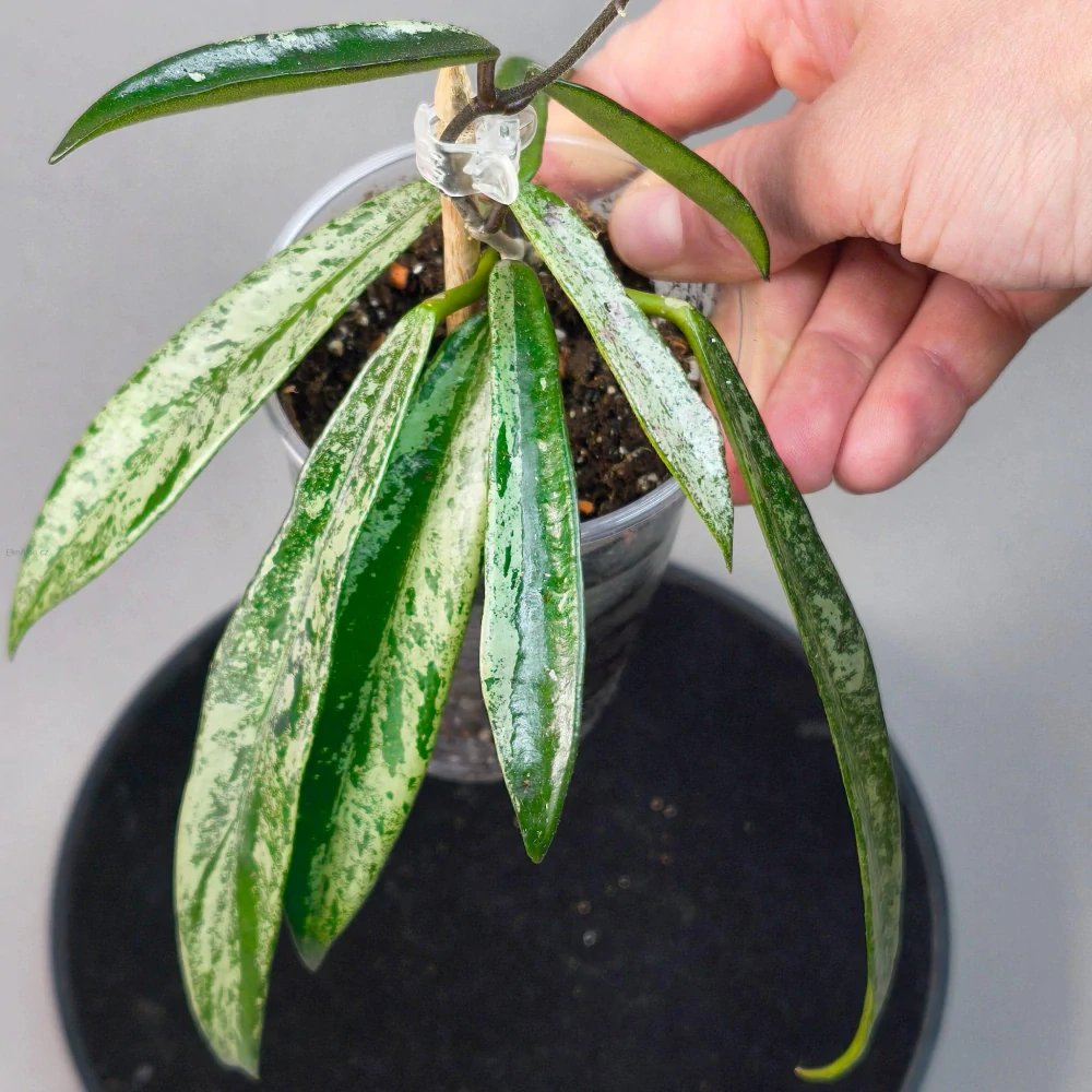 Hoya cv. Minibelle silver splash