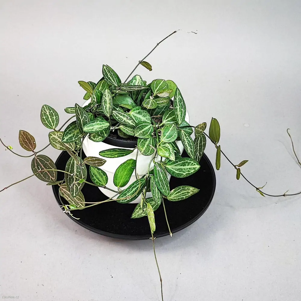 Dischidia ovata Watermelon