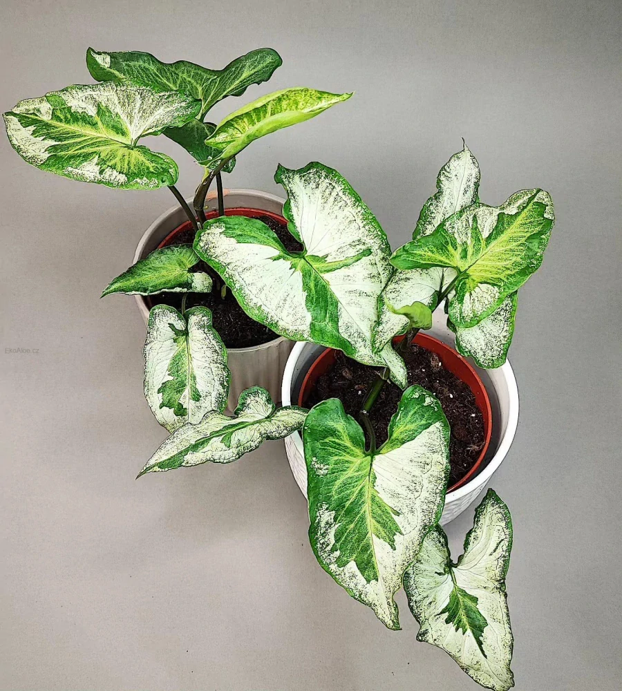 Syngonium Three Kings