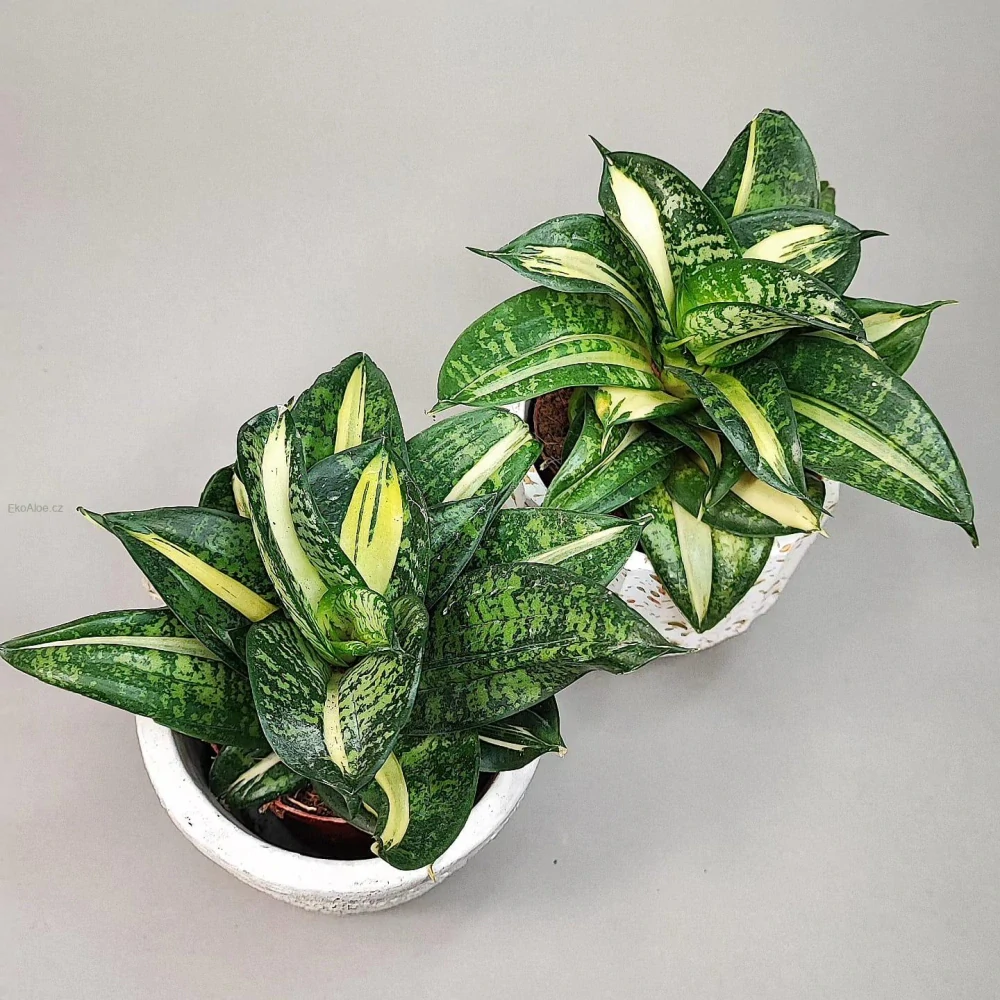 Sansevieria Hahnii Spiral Star