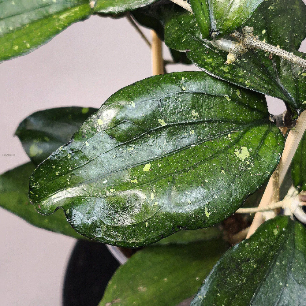 Hoya Erythrina