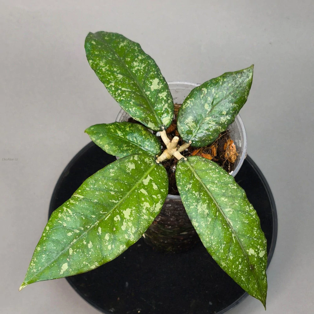 Hoya Aceh splash